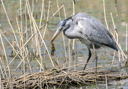 AIRONE CENERINO, Grey Heron, Ardea cinerea