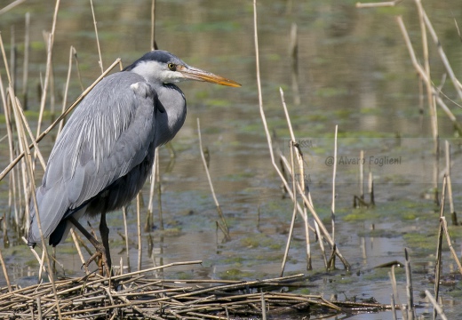 AIRONE CENERINO, Grey Heron, Ardea cinerea