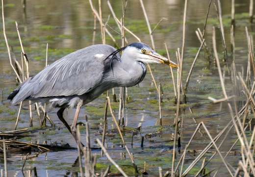 AIRONE CENERINO, Grey Heron, Ardea cinerea