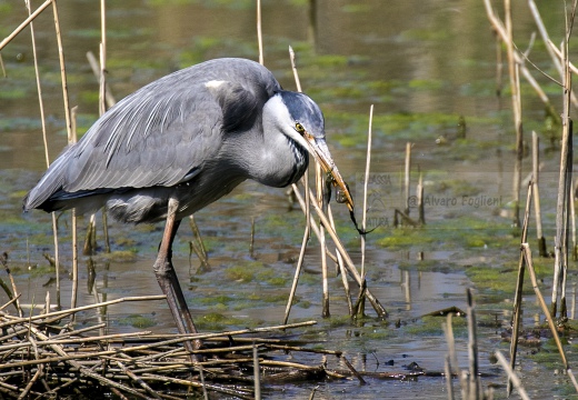 AIRONE CENERINO, Grey Heron, Ardea cinerea