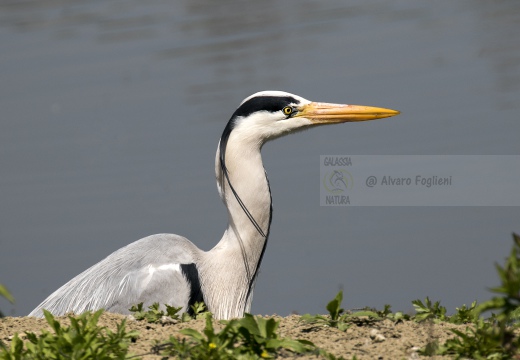 AIRONE CENERINO, Grey Heron, Ardea cinerea