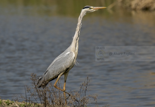 AIRONE CENERINO, Grey Heron, Ardea cinerea