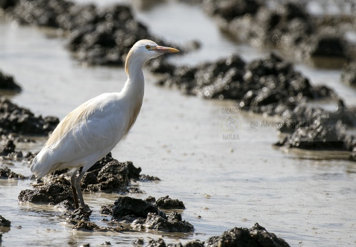 AIRONE GUARDABUOI, Cattle Egret, Bubulcus ibis