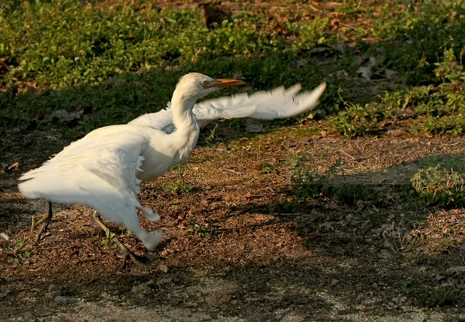 AIRONE GUARDABUOI, Cattle Egret, Bubulcus ibis