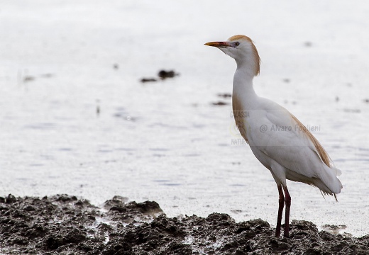 AIRONE GUARDABUOI, Cattle Egret, Bubulcus ibis