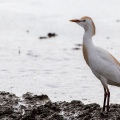AIRONE GUARDABUOI, Cattle Egret, Bubulcus ibis
