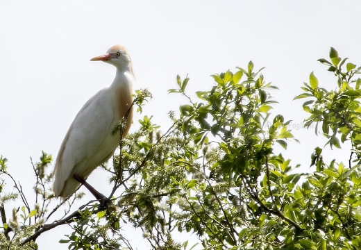 AIRONE GUARDABUOI, Cattle Egret, Bubulcus ibis