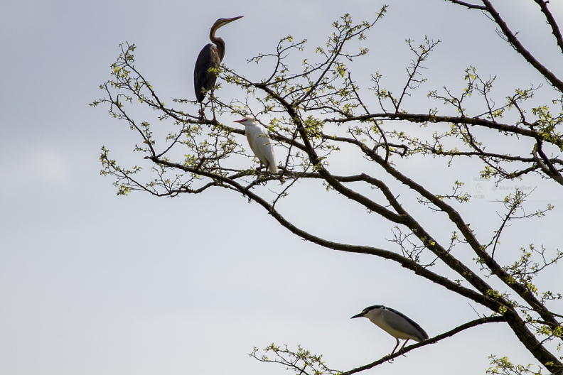 AIRONE GUARDABUOI, Cattle Egret, Bubulcus ibis