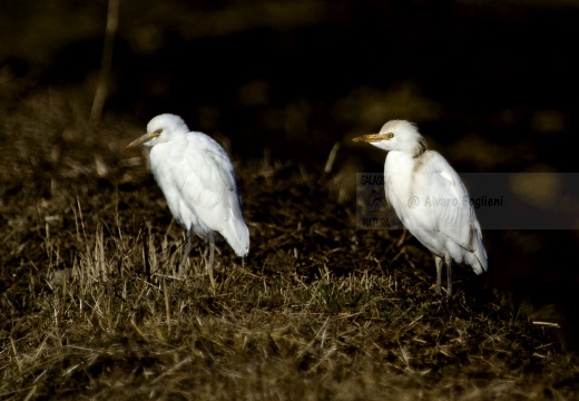 AIRONE GUARDABUOI, Cattle Egret, Bubulcus ibis