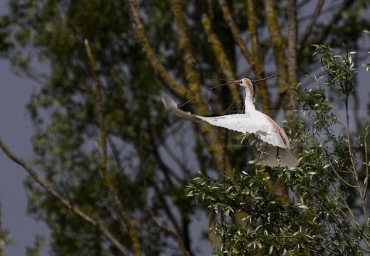 AIRONE GUARDABUOI, Cattle Egret, Bubulcus ibis