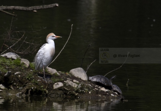 AIRONE GUARDABUOI, Cattle Egret, Bubulcus ibis