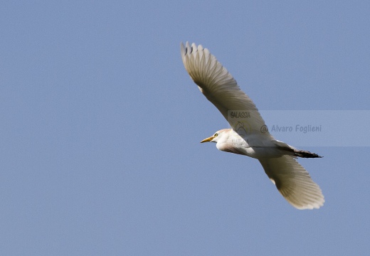 AIRONE GUARDABUOI, Cattle Egret, Bubulcus ibis