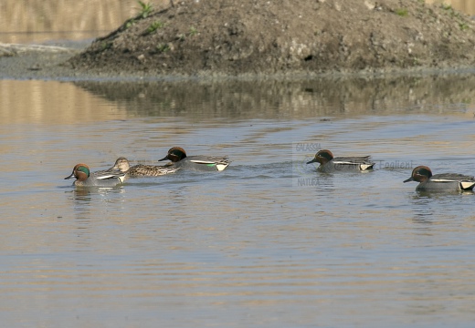 ALZAVOLA, Teal, Anas crecca