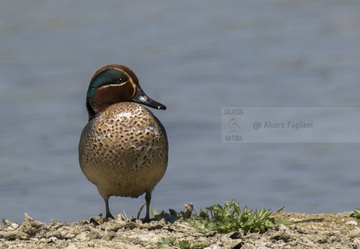 ALZAVOLA, Teal, Anas crecca