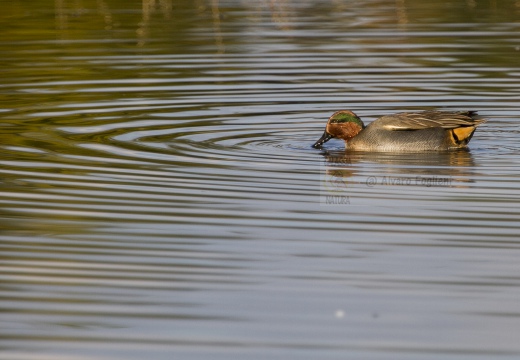 ALZAVOLA, Teal, Anas crecca