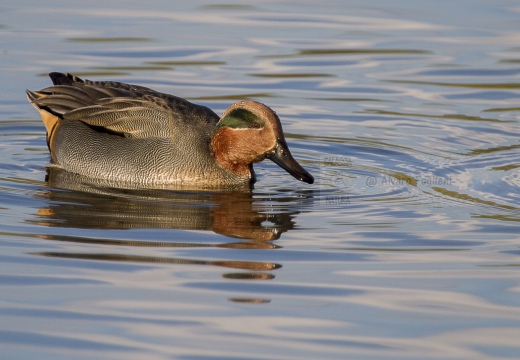 ALZAVOLA, Teal, Anas crecca