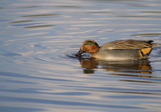 ALZAVOLA, Teal, Anas crecca