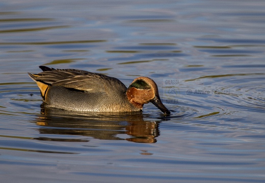 ALZAVOLA, Teal, Anas crecca