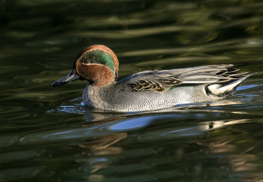 ALZAVOLA, Teal, Anas crecca