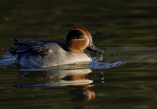 ALZAVOLA, Teal, Anas crecca