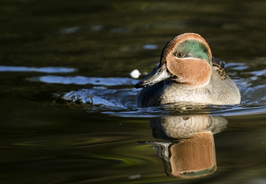 ALZAVOLA, Teal, Anas crecca