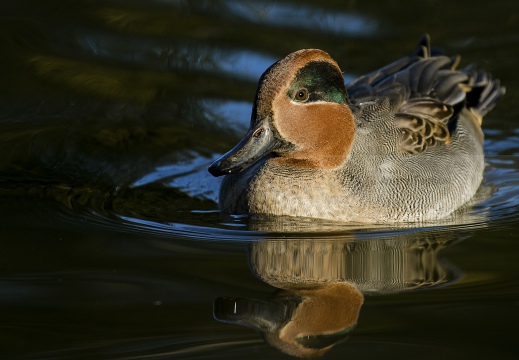 ALZAVOLA, Teal, Anas crecca