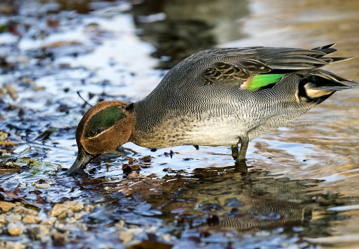 ALZAVOLA, Teal, Anas crecca