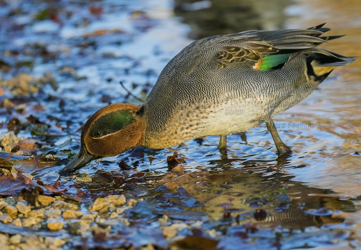 ALZAVOLA, Teal, Anas crecca