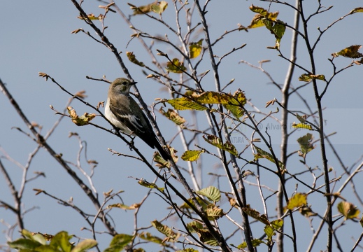 BALIA NERA, Pied Flycatcher, Ficedula hypoleuca