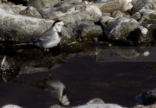 BALLERINA BIANCA, White Wagtail, Motacilla alba alba