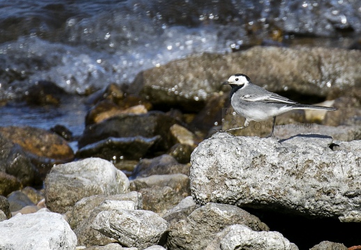 BALLERINA BIANCA, White Wagtail, Motacilla alba alba
