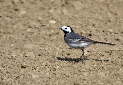 BALLERINA BIANCA, White Wagtail, Motacilla alba alba