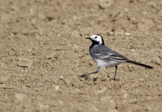 BALLERINA BIANCA, White Wagtail, Motacilla alba alba
