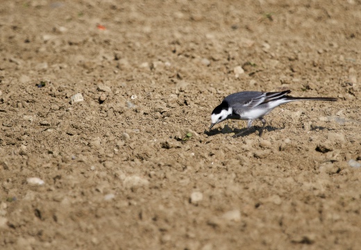 BALLERINA BIANCA, White Wagtail, Motacilla alba alba