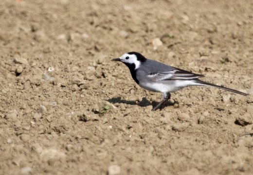 BALLERINA BIANCA, White Wagtail, Motacilla alba alba