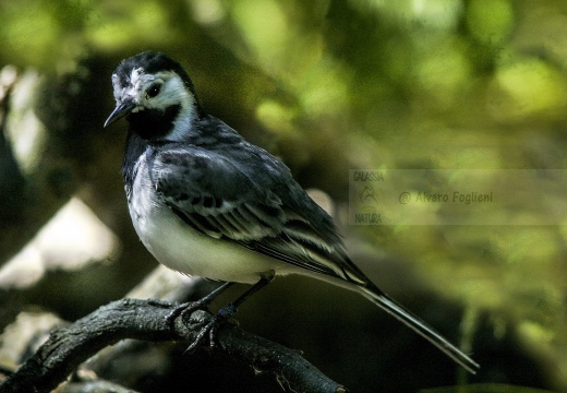 BALLERINA BIANCA, White Wagtail, Motacilla alba alba