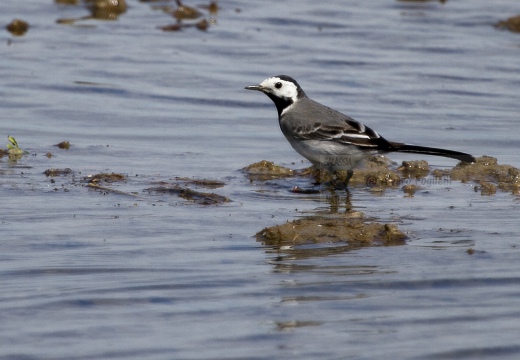 BALLERINA BIANCA, White Wagtail, Motacilla alba alba