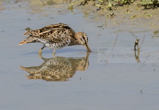 BECCACCINO; Snipe; Gallinago gallinago