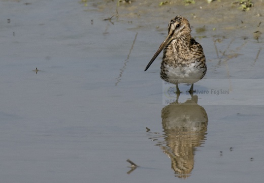 BECCACCINO; Snipe; Gallinago gallinago