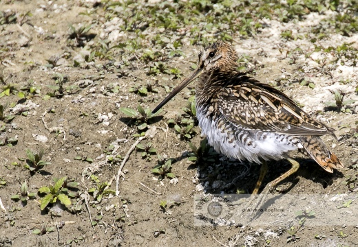 BECCACCINO; Snipe; Gallinago gallinago