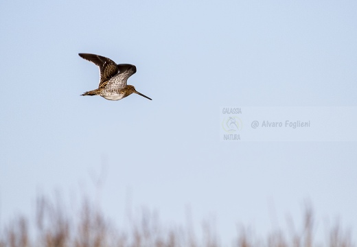 BECCACCINO; Snipe; Gallinago gallinago