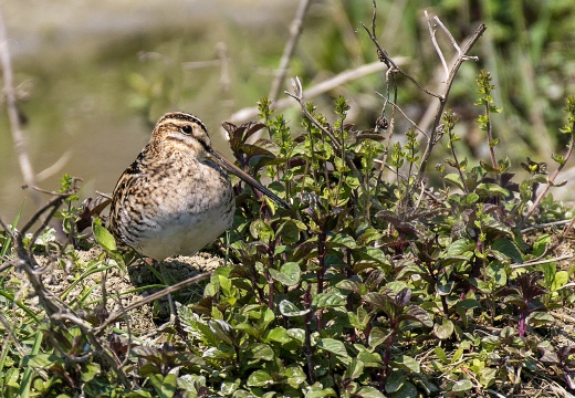 BECCACCINO; Snipe; Gallinago gallinago