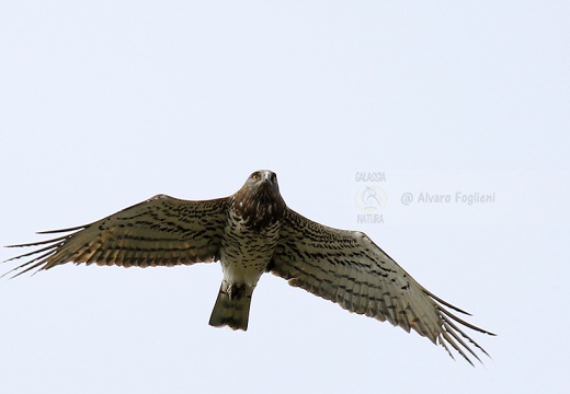 BIANCONE; Short-toed Eagle; Circaetus gallicus