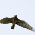 BIANCONE; Short-toed Eagle; Circaetus gallicus