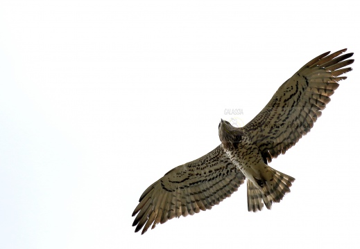 BIANCONE; Short-toed Eagle; Circaetus gallicus