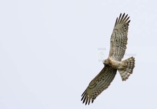 BIANCONE; Short-toed Eagle; Circaetus gallicus