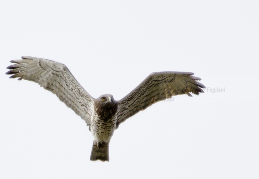 BIANCONE; Short-toed Eagle; Circaetus gallicus