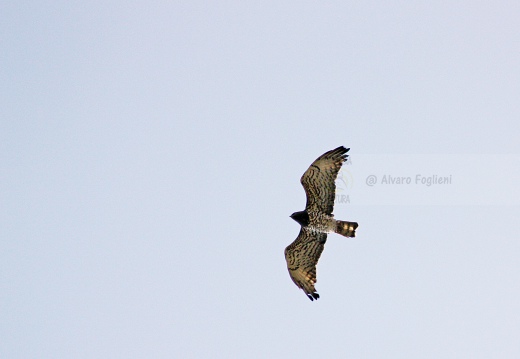 BIANCONE; Short-toed Eagle; Circaetus gallicus