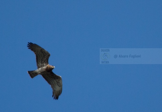 BIANCONE; Short-toed Eagle; Circaetus gallicus