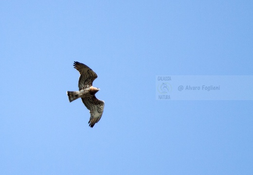 BIANCONE; Short-toed Eagle; Circaetus gallicus